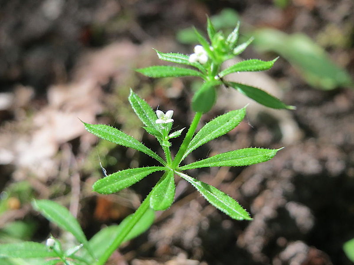 learn-to-identify-cleavers-in-our-newest-plant-walk-video