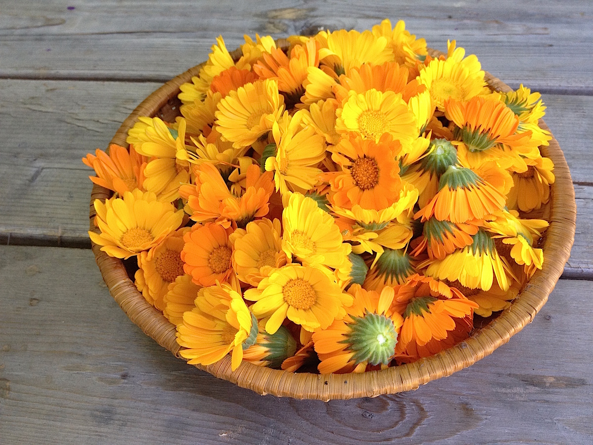 calendula flowers in a basket