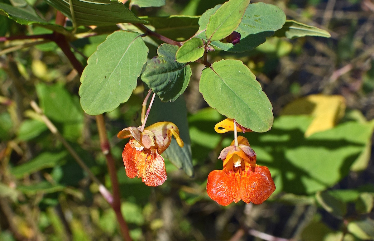 close up of jewelweed plant