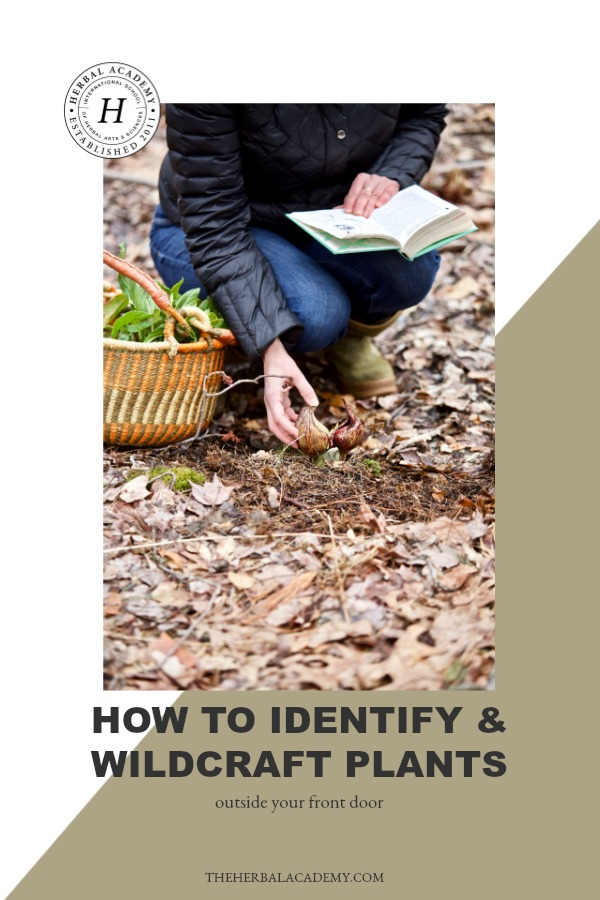 How To Identify And Wildcraft Plants Outside Your Front Door | Herbal Academy | Are you ready to learn how to identify & wildcraft plants this year? If so, grow your confidence and skill with our Botany & Wildcrafting Course!