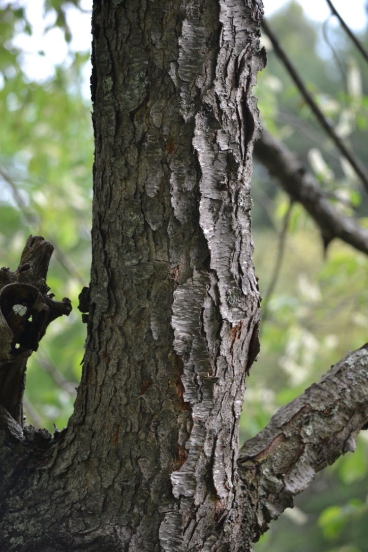 How To Harvest Bark From Trees and Shrubs Correctly | Herbal Academy | Ever wanted to harvest bark from trees or shrubs? In this post, we'll teach you four bark harvesting rules to follow so you can harvest bark correctly.