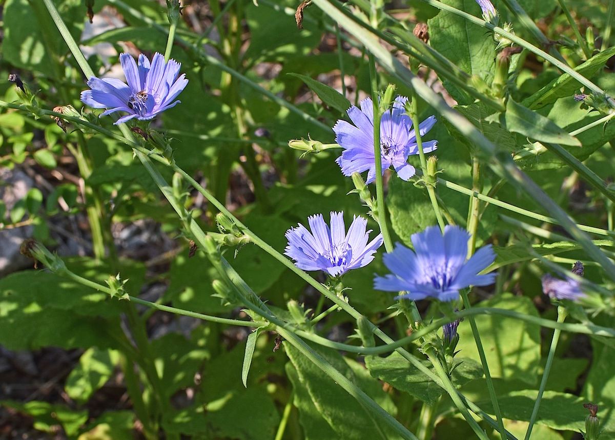 chicory blooming on tall stalks