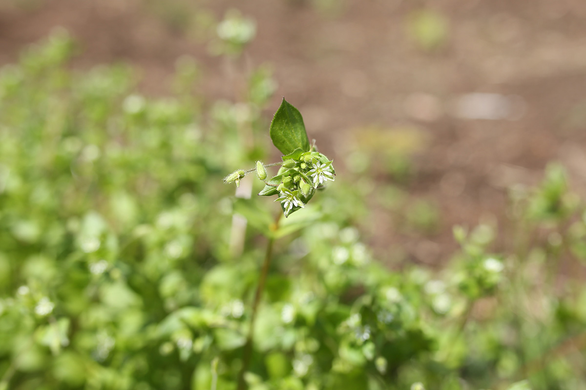The Most Inconspicuous Plant You Can Forage Now! | Herbal Academy | Learn how to forage chickweed in today's article! Also, strengthen your plant identification skills of 25 herbs with our Botany & Wildcrafting Course.