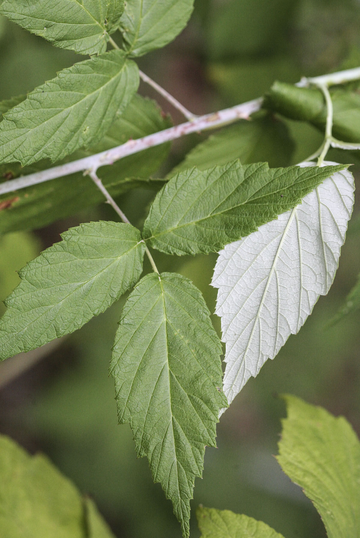 How To Use Morphology To Describe Plants | Herbal Academy | Do you know that the topic of plant morphology should matter to the plant enthusiast? We're looking at various ways to see morphology in action.