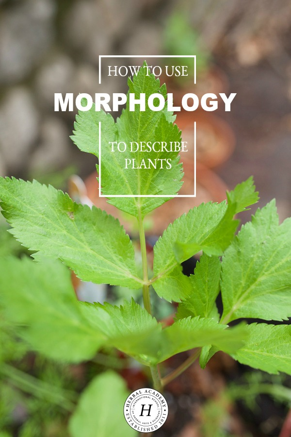 How To Use Morphology To Describe Plants | Herbal Academy | Do you know that the topic of plant morphology should matter to the plant enthusiast? We're looking at various ways to see morphology in action.