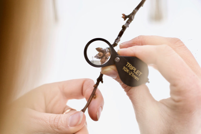 7 Essential Tools For Botany & Wildcrafting