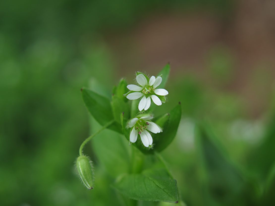 The Most Inconspicuous Plant You Can Forage Now! | Herbal Academy | Learn how to forage chickweed in today's article! Also, strengthen your plant identification skills of 25 herbs with our Botany & Wildcrafting Course.