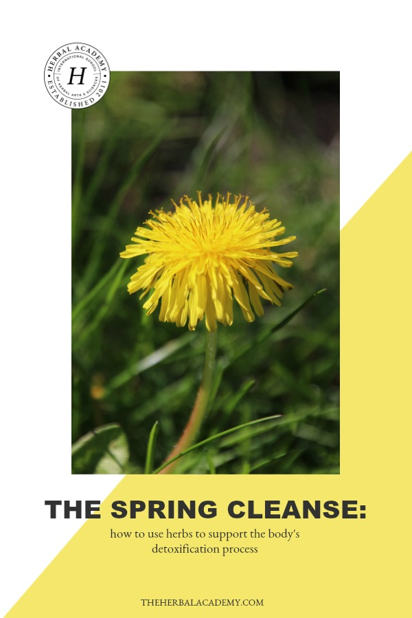 The Spring Cleanse: How To Use Herbs to Support The Body’s Detoxification Process | Herbal Academy | With spring being a season of growth and rebirth, we're sharing how you can use supportive herbs for cleansing this spring for a healthier you!