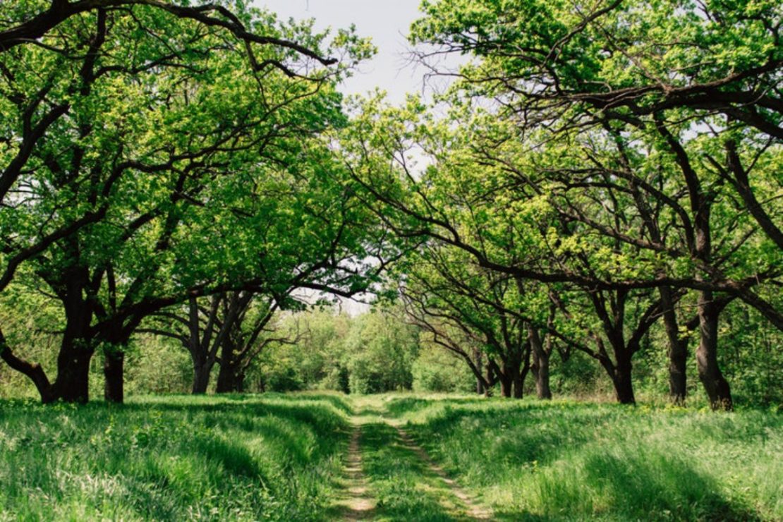 The Spring Cleanse: How To Use Herbs to Support The Body’s Detoxification Process | Herbal Academy | With spring being a season of growth and rebirth, we're sharing how you can use supportive herbs for cleansing this spring for a healthier you!