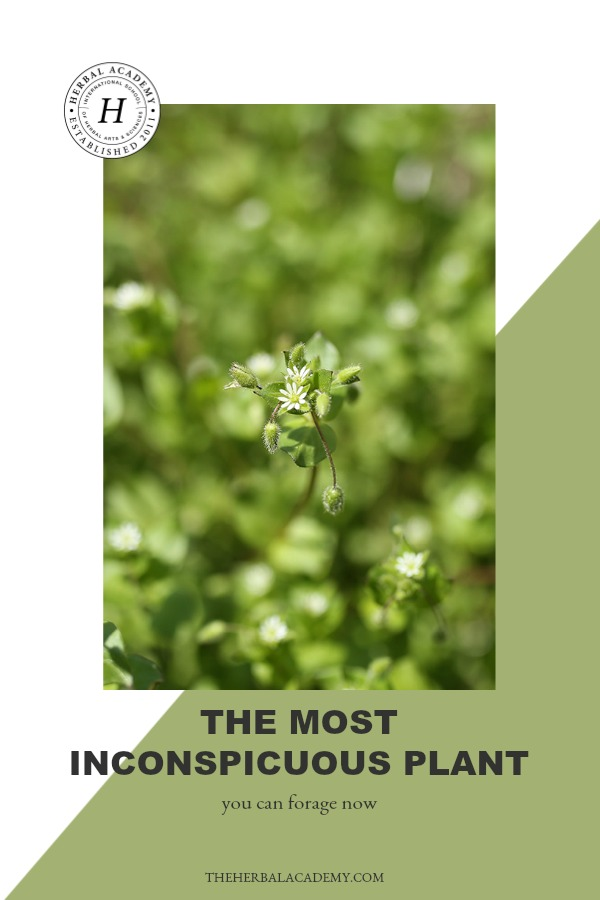 The Most Inconspicuous Plant You Can Forage Now! | Herbal Academy | Learn how to forage chickweed in today's article! Also, strengthen your plant identification skills of 25 herbs with our Botany & Wildcrafting Course.