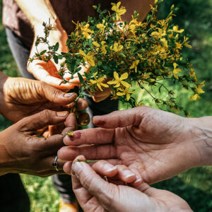 Becoming an Herbalist with the Herbal Academy