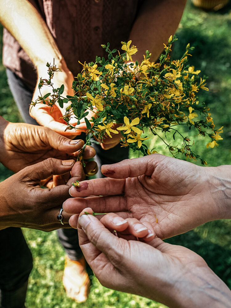 A Parent’s Guide to Finding a Safe and Effective Herbal Dose for Kids ...