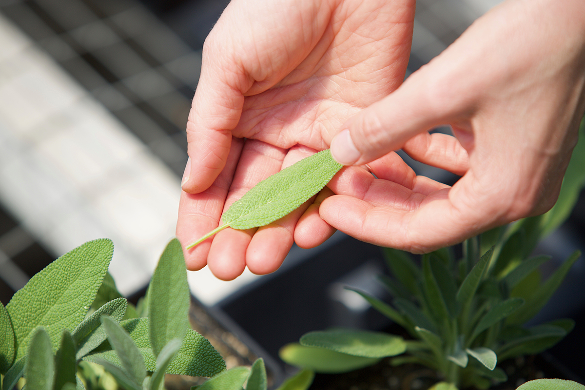 5 Herbal Cookbooks For Your Kitchen | Herbal Academy | Whether you’re a complete novice or seasoned herbalist, here's 5 herbal cookbooks that will help inspire new dimensions and insights into the foods you eat. 