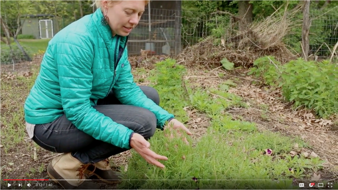 Learn To Identify Cleavers In Our Newest Plant Walk Video | Herbal Academy | Join us on the plant walk video all about cleavers!