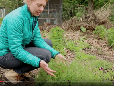 Learn To Identify Cleavers In Our Newest Plant Walk Video | Herbal Academy | Join us on the plant walk video all about cleavers!