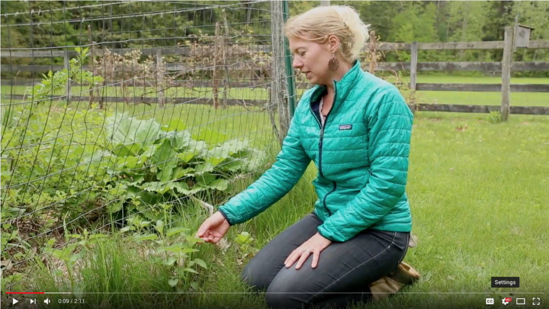 Nettle Plant Walk Video: Identification, Uses, Preparations, & More! | Herbal Academy | Join us for a plant walk video all about the herb, nettle!