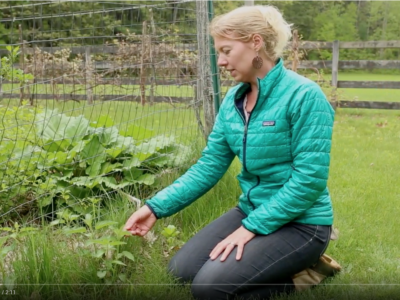 Nettle Plant Walk Video: Identification, Uses, Preparations, & More! | Herbal Academy | Join us for a plant walk video all about the herb, nettle!