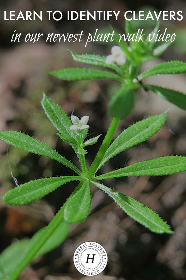 Learn To Identify Cleavers In Our Newest Plant Walk Video | Herbal Academy | Join us on the plant walk video all about cleavers!