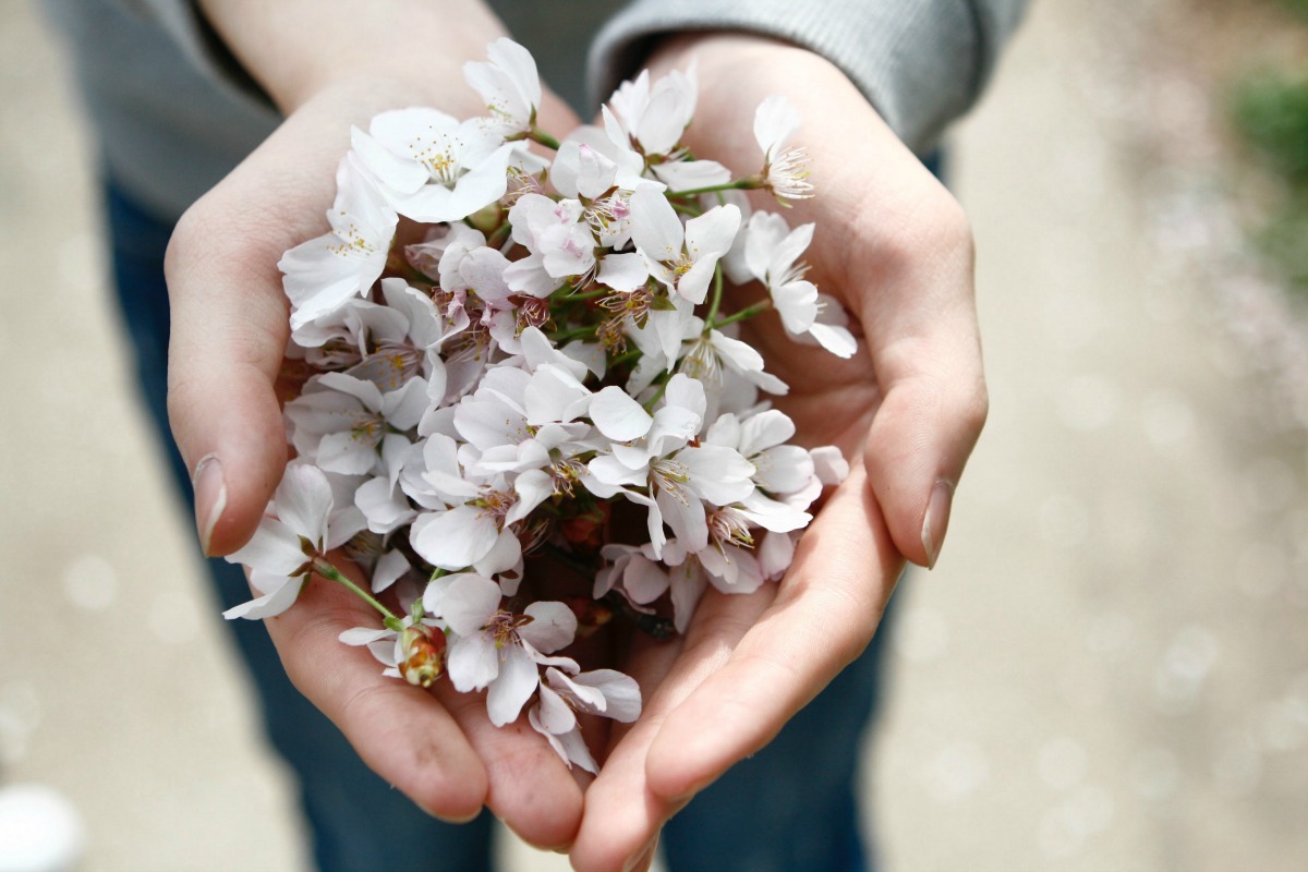 FairWild Week: Go Wild for Wild Plants | Herbal Academy | Learn how you can stand up for wild plants to ensure they’re around for years to come!