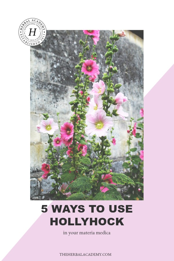 5 Ways To Use Hollyhock In Your Materia Medica | Herbal Academy | Hollyhock is more than just a beautiful flower. Here are 5 ways you can add hollyhock to your materia medica!