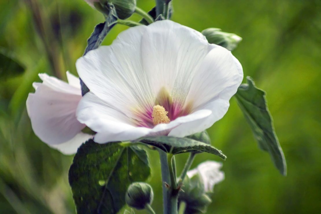 5 Ways To Use Hollyhock In Your Materia Medica | Herbal Academy | Hollyhock is more than just a beautiful flower. Here are 5 ways you can add hollyhock to your materia medica!