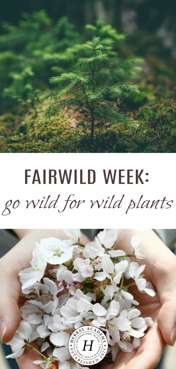 FairWild Week: Go Wild for Wild Plants | Herbal Academy | Learn how you can stand up for wild plants to ensure they’re around for years to come!