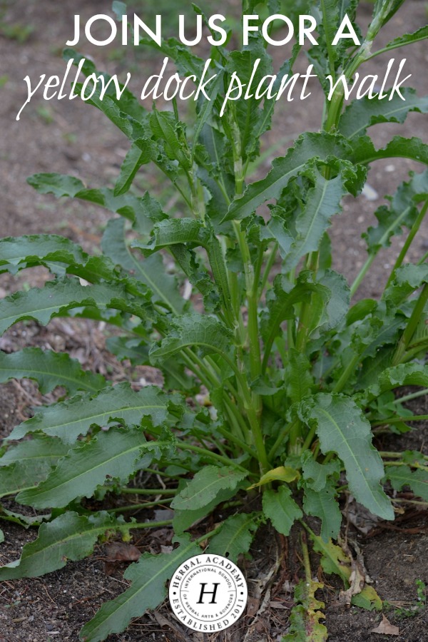 Join Us For A Yellow Dock Plant Walk! | Herbal Academy | If you're feeling the tug to get outside and enjoy the plants as they flourish, we hope you'll join us today for a yellow dock plant walk video with herbalist and Herbal Academy Assistant Director, Jane Metzger.