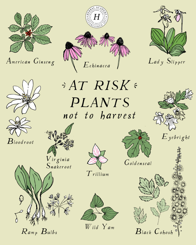 12 At-Risk Plants NOT To Harvest This Year | Herbal Academy | Late spring and summer are ideal times to harvest many plants, but these 12 at-risk plants should be avoided.