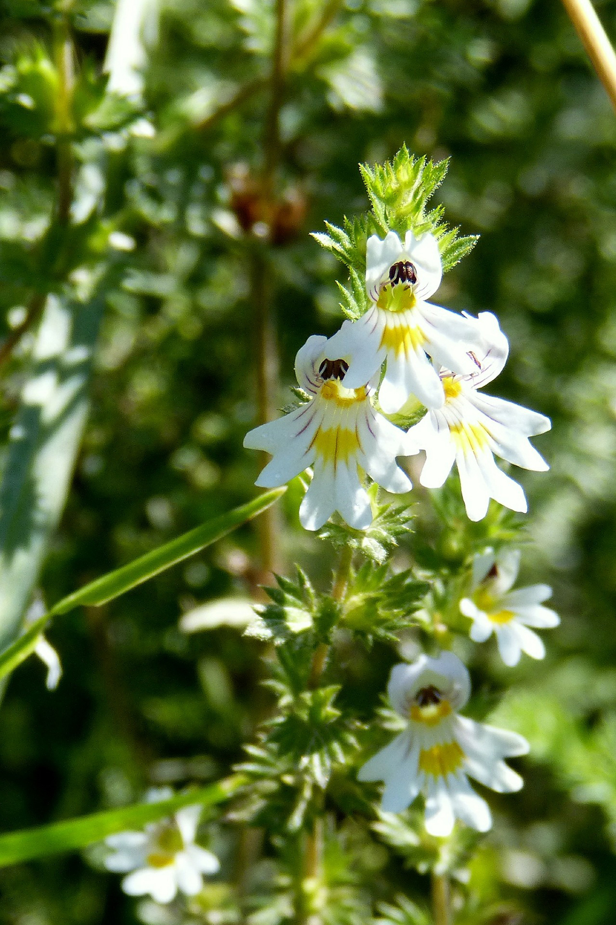 12 At-Risk Plants NOT To Harvest This Year | Herbal Academy | Late spring and summer are ideal times to harvest many plants, but these 12 at-risk plants should be avoided.