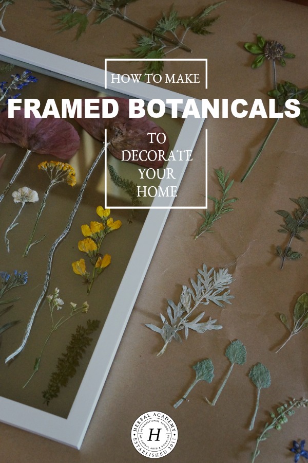 How To Make Framed Botanicals to Decorate Your Home | Herbal Academy | Bring plants into your home in a whole new way by decorating your walls with framed botanicals. Get the steps and details here.