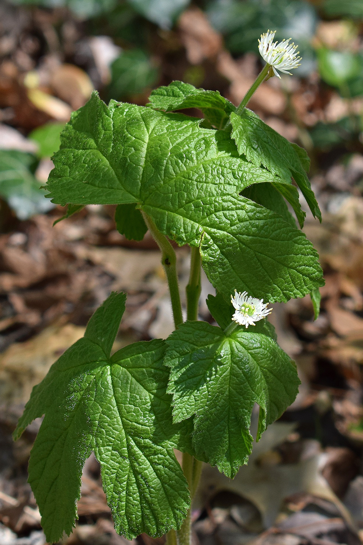 12 At-Risk Plants NOT To Harvest This Year | Herbal Academy | Late spring and summer are ideal times to harvest many plants, but these 12 at-risk plants should be avoided.