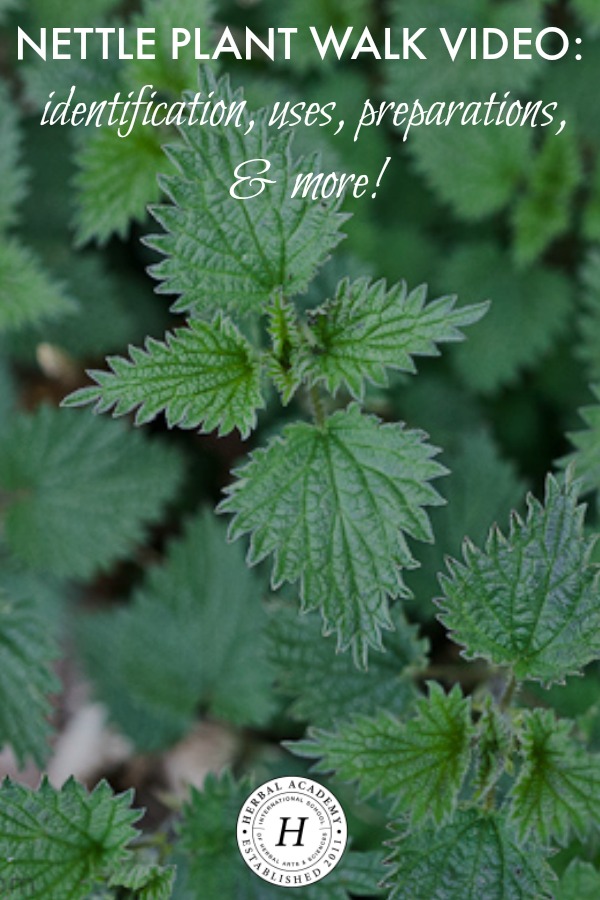 Nettle Plant Walk Video