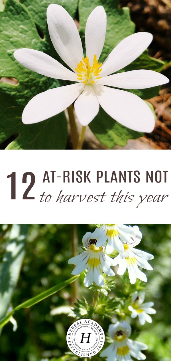 12 At-Risk Plants NOT To Harvest This Year | Herbal Academy | Late spring and summer are ideal times to harvest many plants, but these 12 at-risk plants should be avoided.