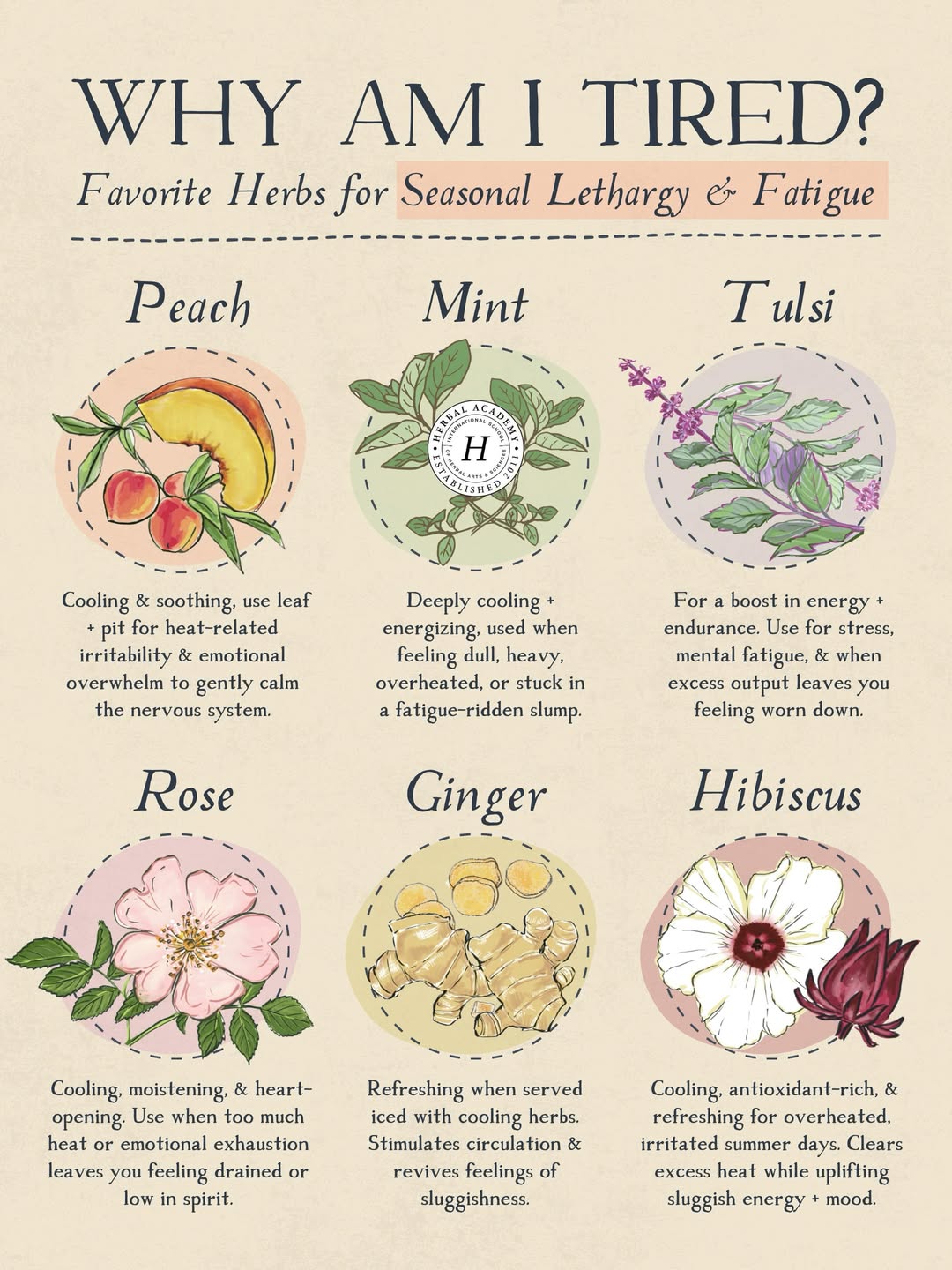 8 Best Herbs For Seasonal Lethargy & Fatigue by Herbal Academy