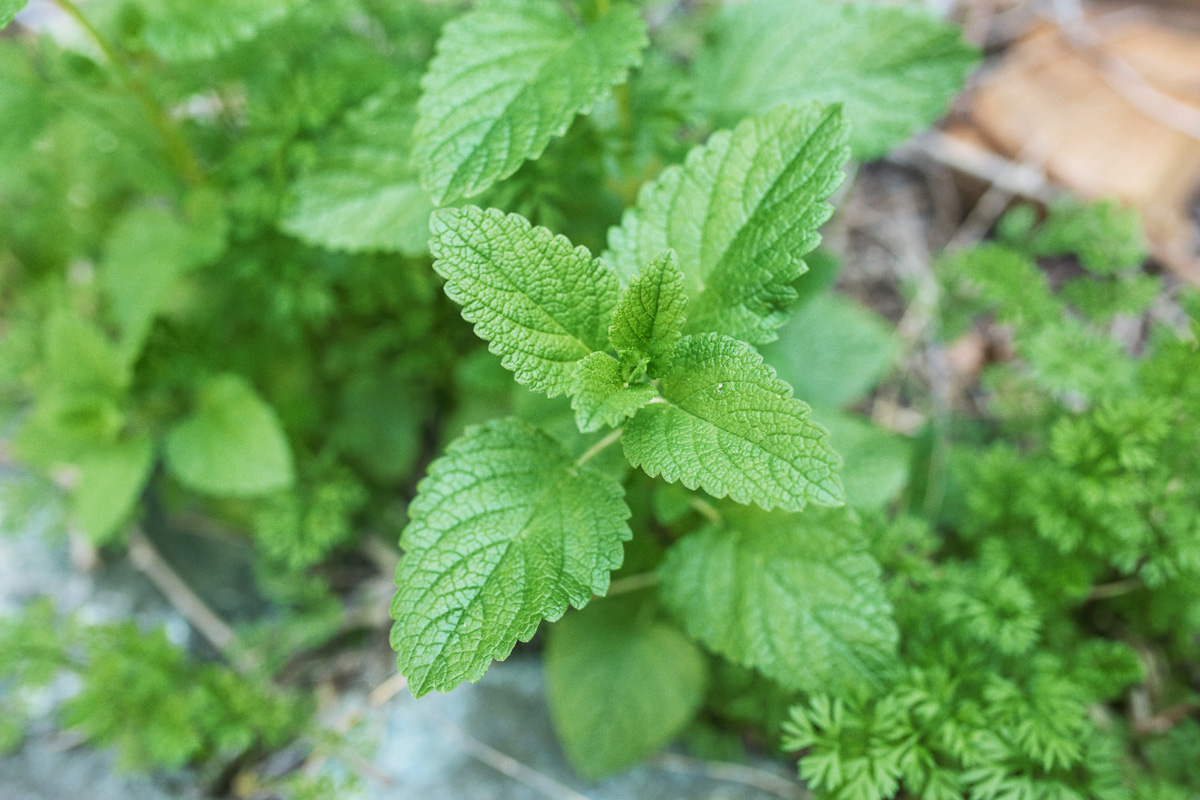 8 Herbs That Calm The Anxious Mind | Herbal Academy | Looking for some herbal support for your mind? If so, here are eight herbs you need to know about that help to calm the anxious mind.