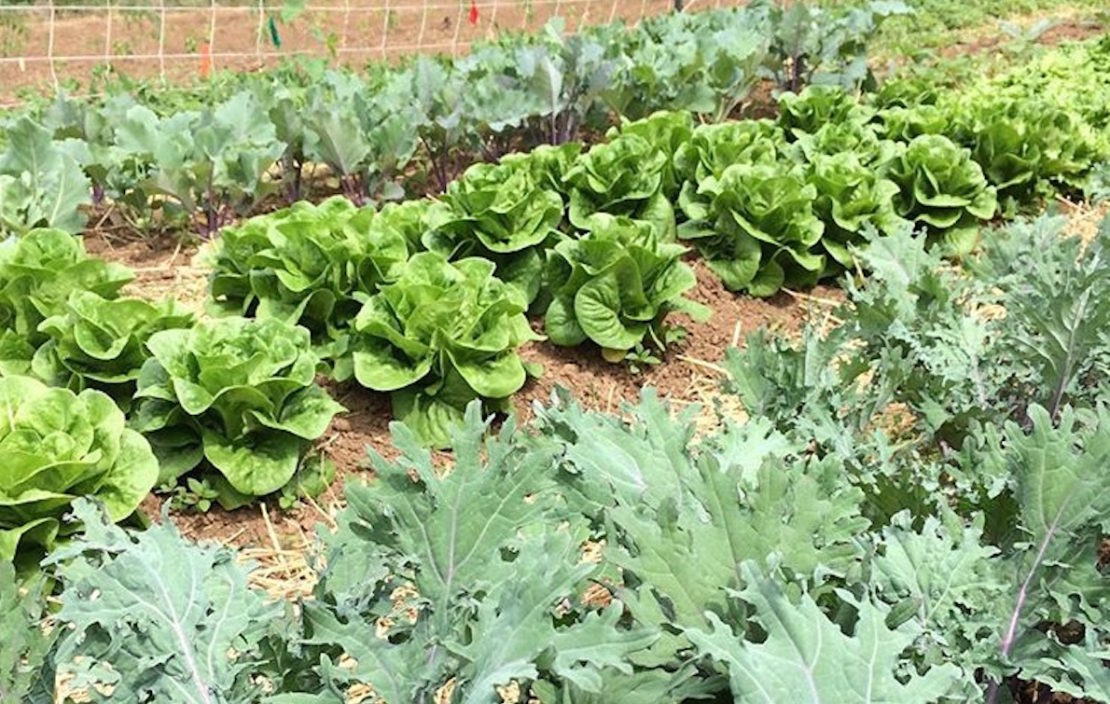 Urban Farming in Nashville, Tennessee: A Family Lineage | Herbal Academy | We fancy farmers, and we know you do too. Learn how one Nashville farmer is using urban farming to inspire others in healthy living while continuing her family legacy.