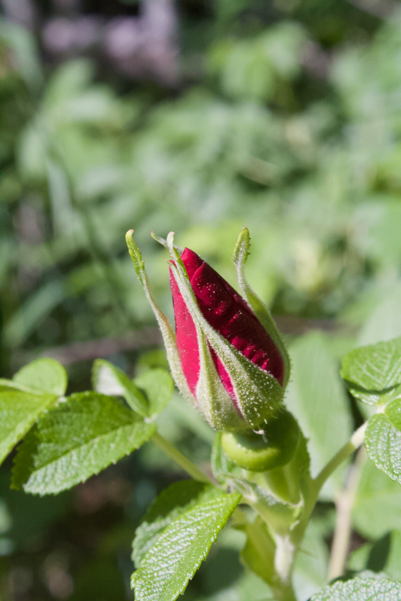 8 Best Herbs for Seasonal Lethargy & Fatigue | Herbal Academy | Does seasonal lethargy & fatigue have you down? There's no better time than summer to turn to herbs that can cool us down and help re-energize the body.