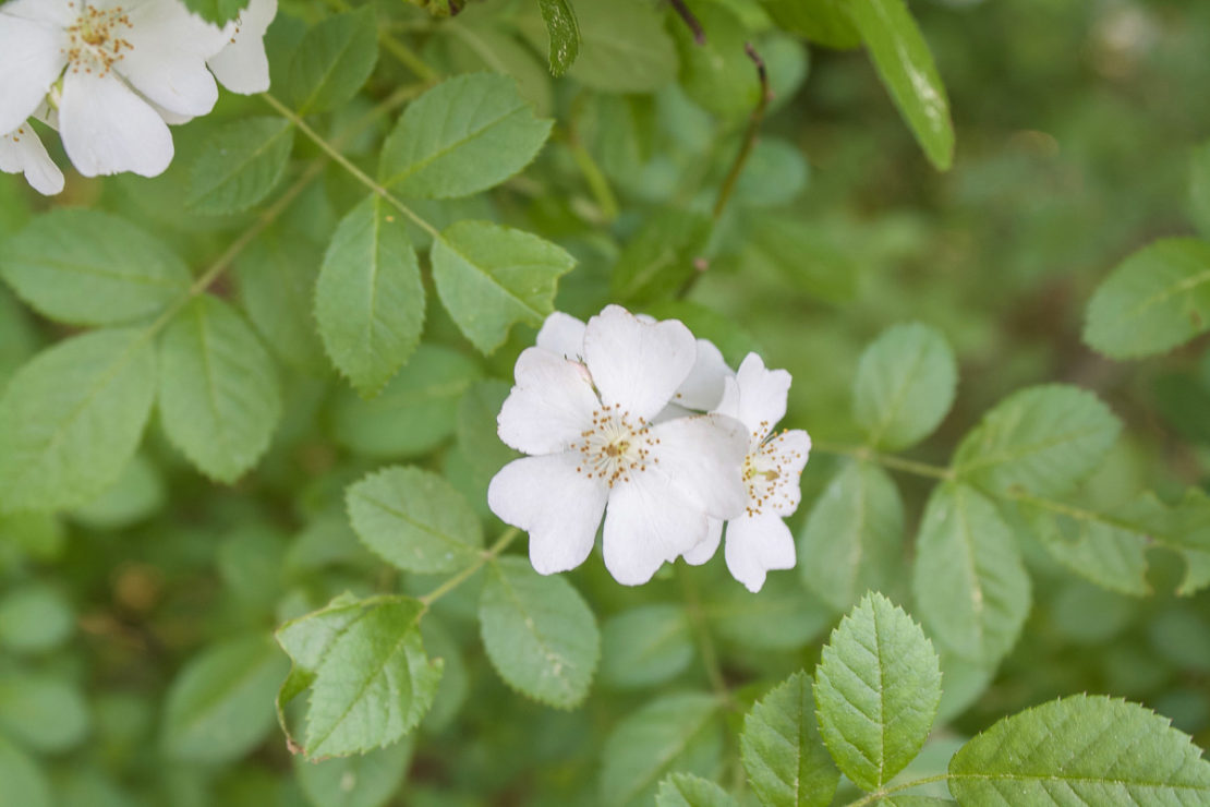 8 Best Herbs for Seasonal Lethargy & Fatigue | Herbal Academy | Does seasonal lethargy & fatigue have you down? There's no better time than summer to turn to herbs that can cool us down and help re-energize the body.