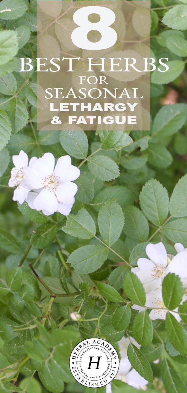 8 Best Herbs for Seasonal Lethargy & Fatigue | Herbal Academy | Does seasonal lethargy & fatigue have you down? There’s no better time than summer to turn to herbs that can cool us down and help re-energize the body.