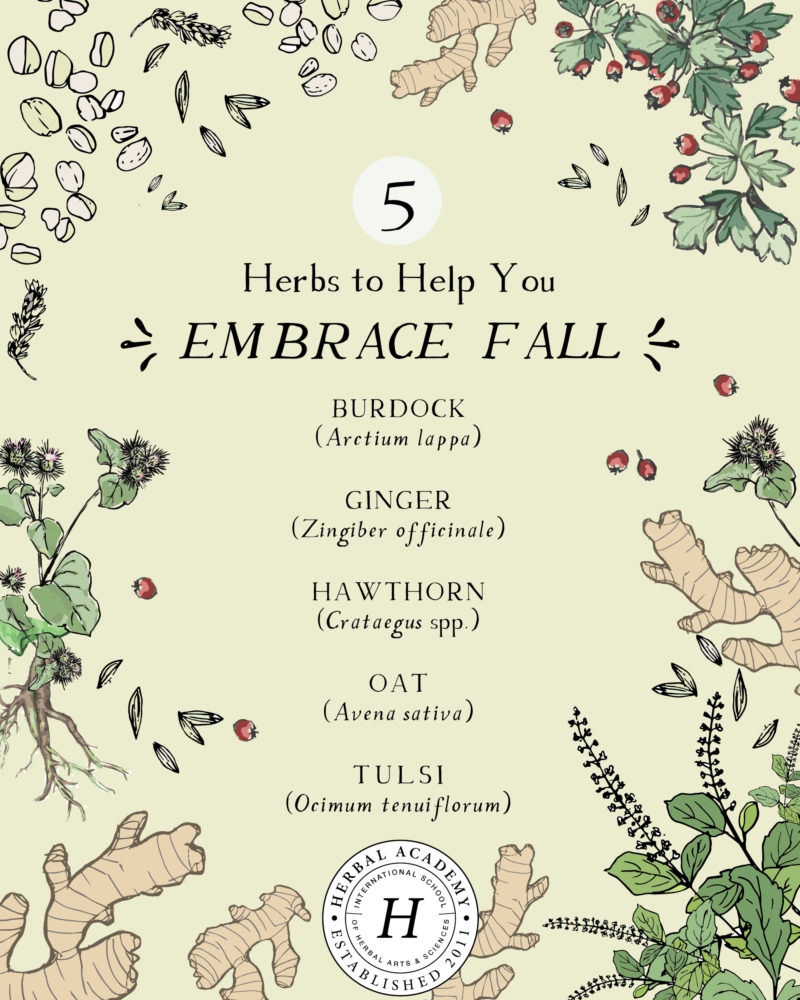5 Herbs To Help You Transition Seasons From Summer To Fall | Herbal Academy | Make the transition from summer to fall a bit easier with the help of the following five herbs.