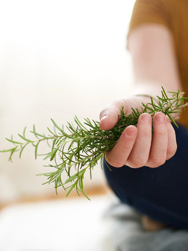 Herbal Terminology Herbal Terms To Know And Understand