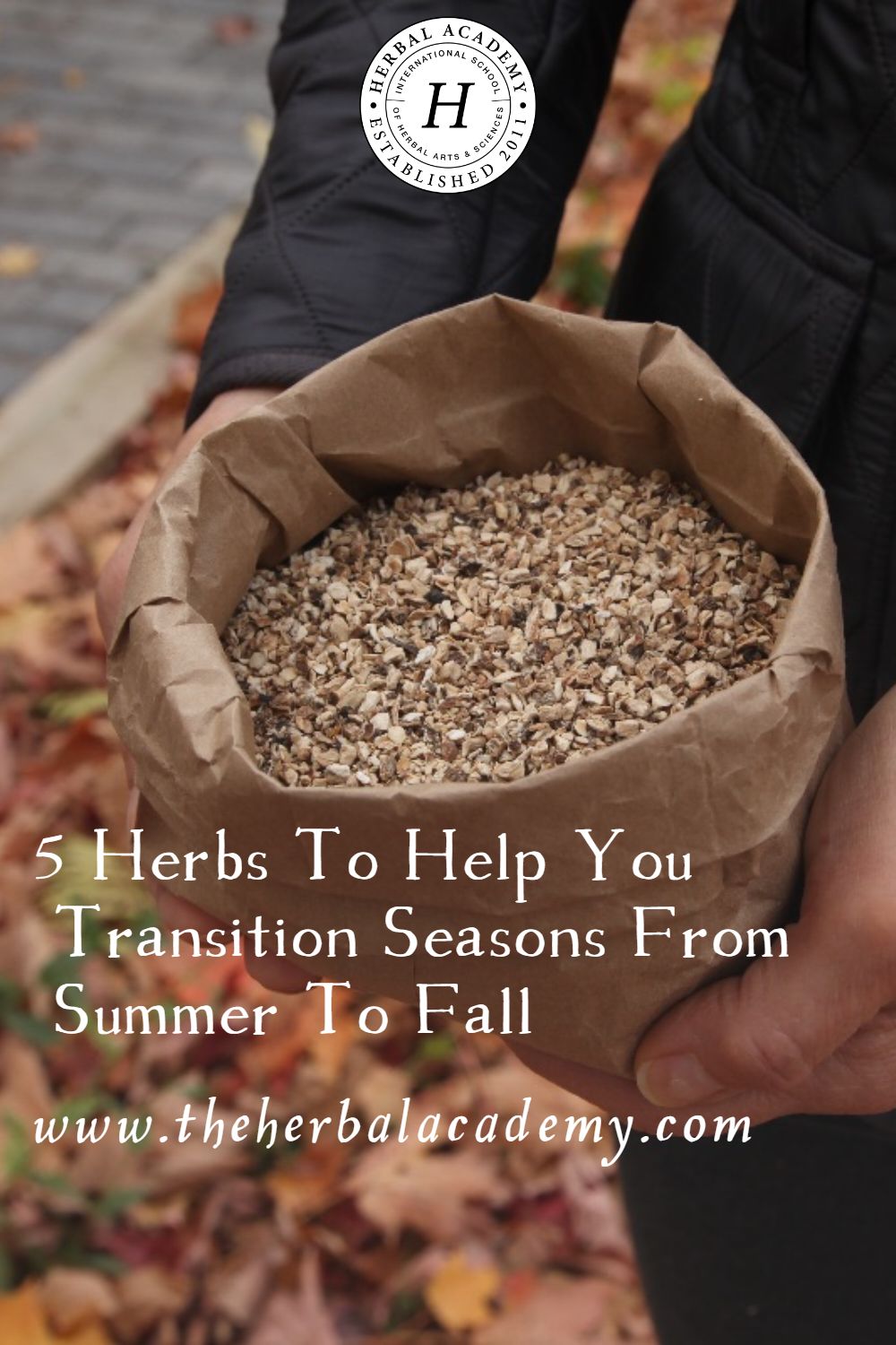 5 Herbs To Help You Transition Seasons From Summer To Fall | Herbal Academy | Make the transition from summer to fall a bit easier with the help of the following five herbs.