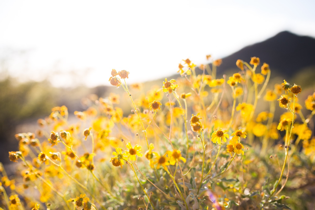 5 Herbs To Help You Transition Seasons From Summer To Fall | Herbal Academy | Make the transition from summer to fall a bit easier with the help of the following five herbs.