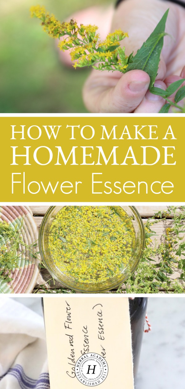 How To Make A Homemade Flower Essence | Herbal Academy | Here's a step-by-step guide on how to make your own homemade flower essences this year!