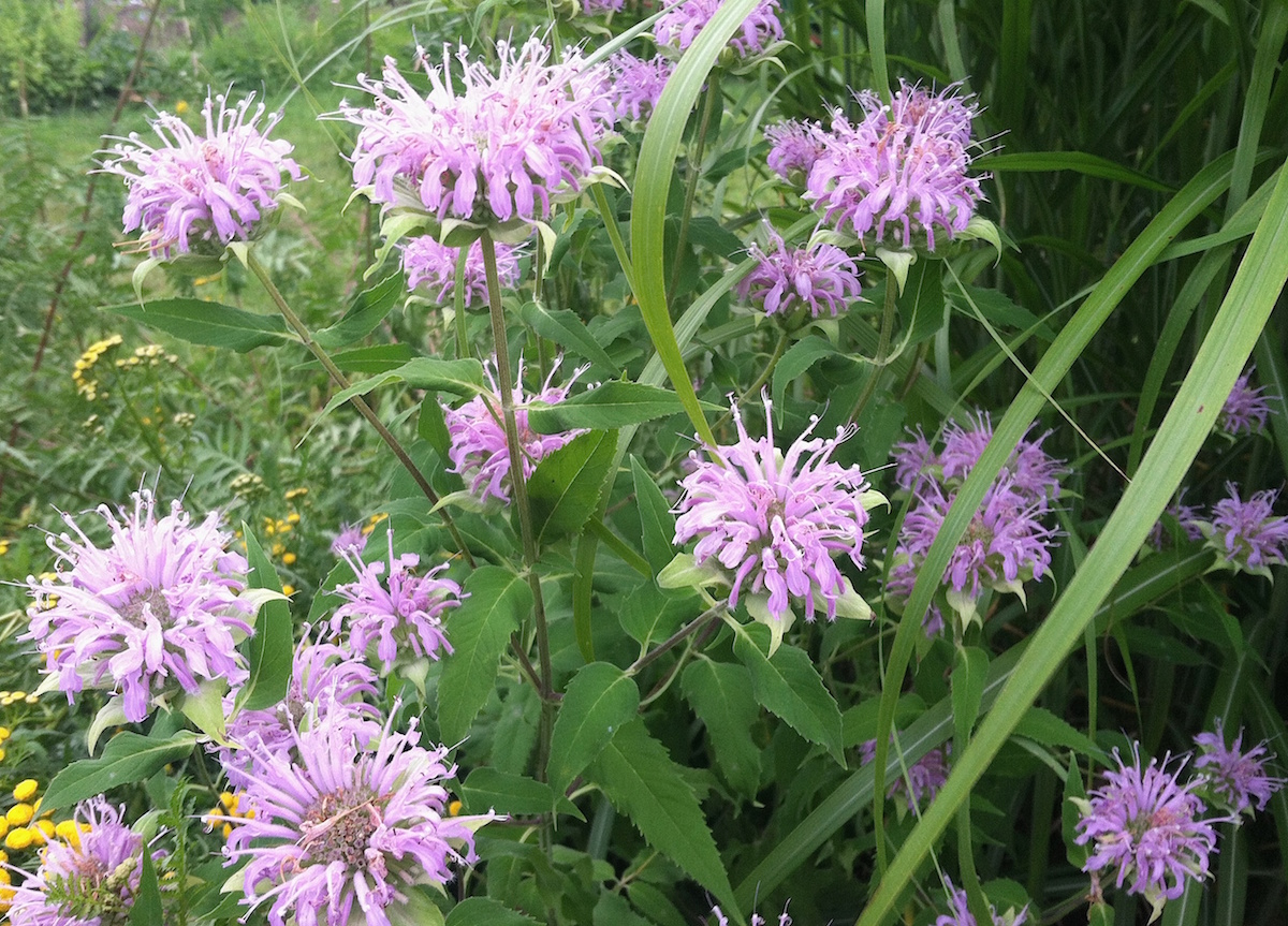 Refreshing Monarda-Mint Ice Pops Recipe | Herbal Academy | Herbal Academy's Refreshing Monarda-Mint Ice Pops recipe offers a simple and delicious dessert that your whole family is sure to love.