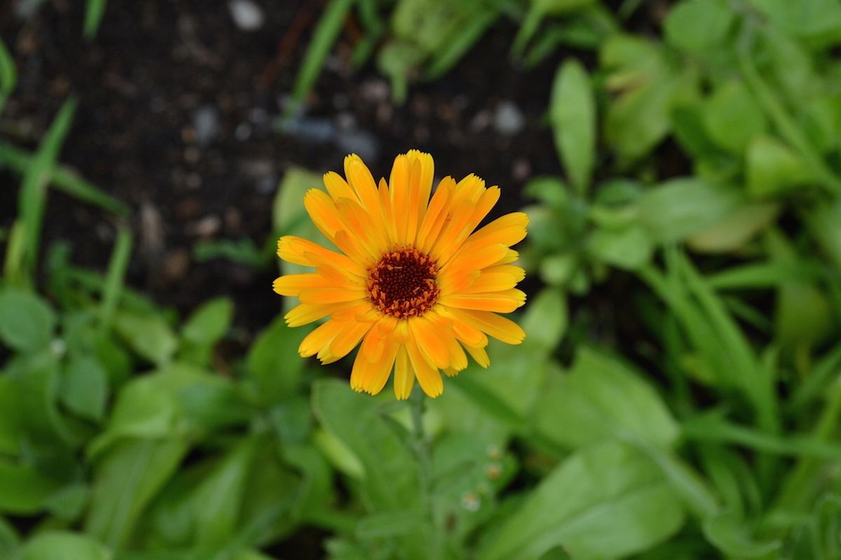 calendula flower growing outside