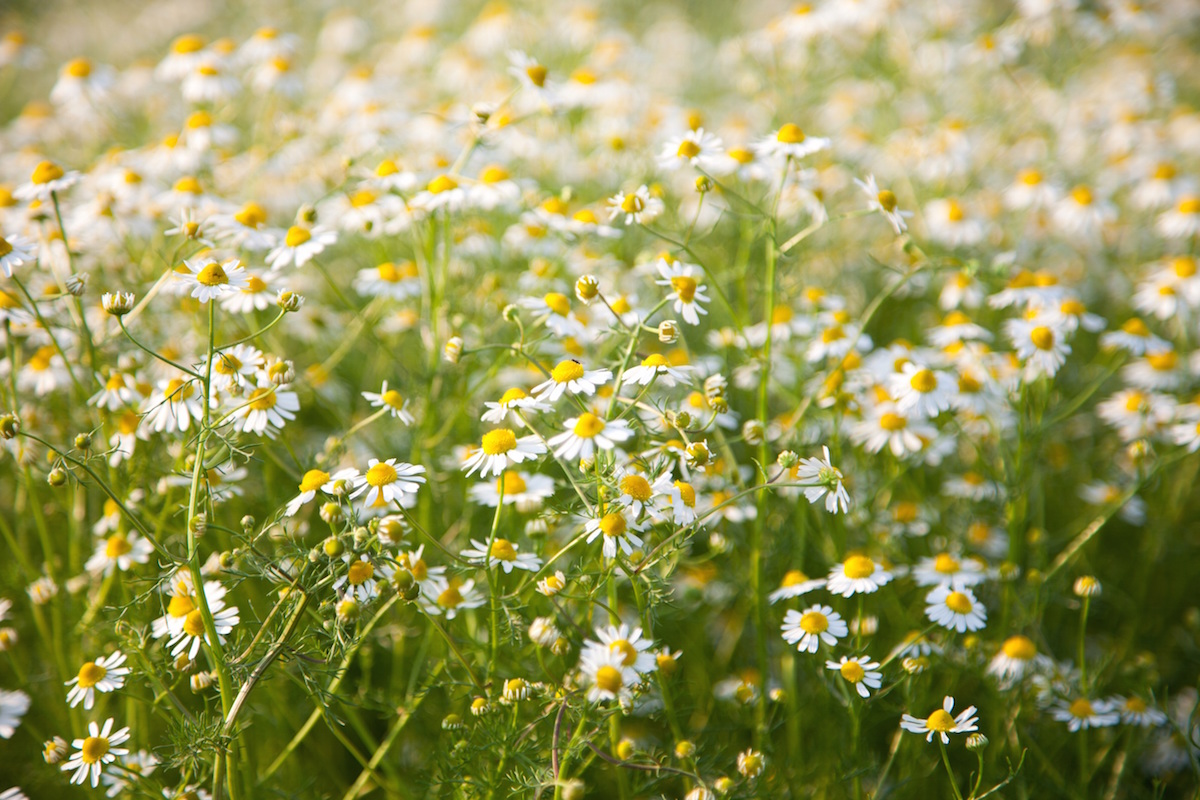 Try A Cooling Herbal Compress for Hot Summer Days | Herbal Academy | One way to keep the heat at bay while enjoying summer weather is to make a cooling herbal compress from herbs like peppermint, yarrow, and chamomile.