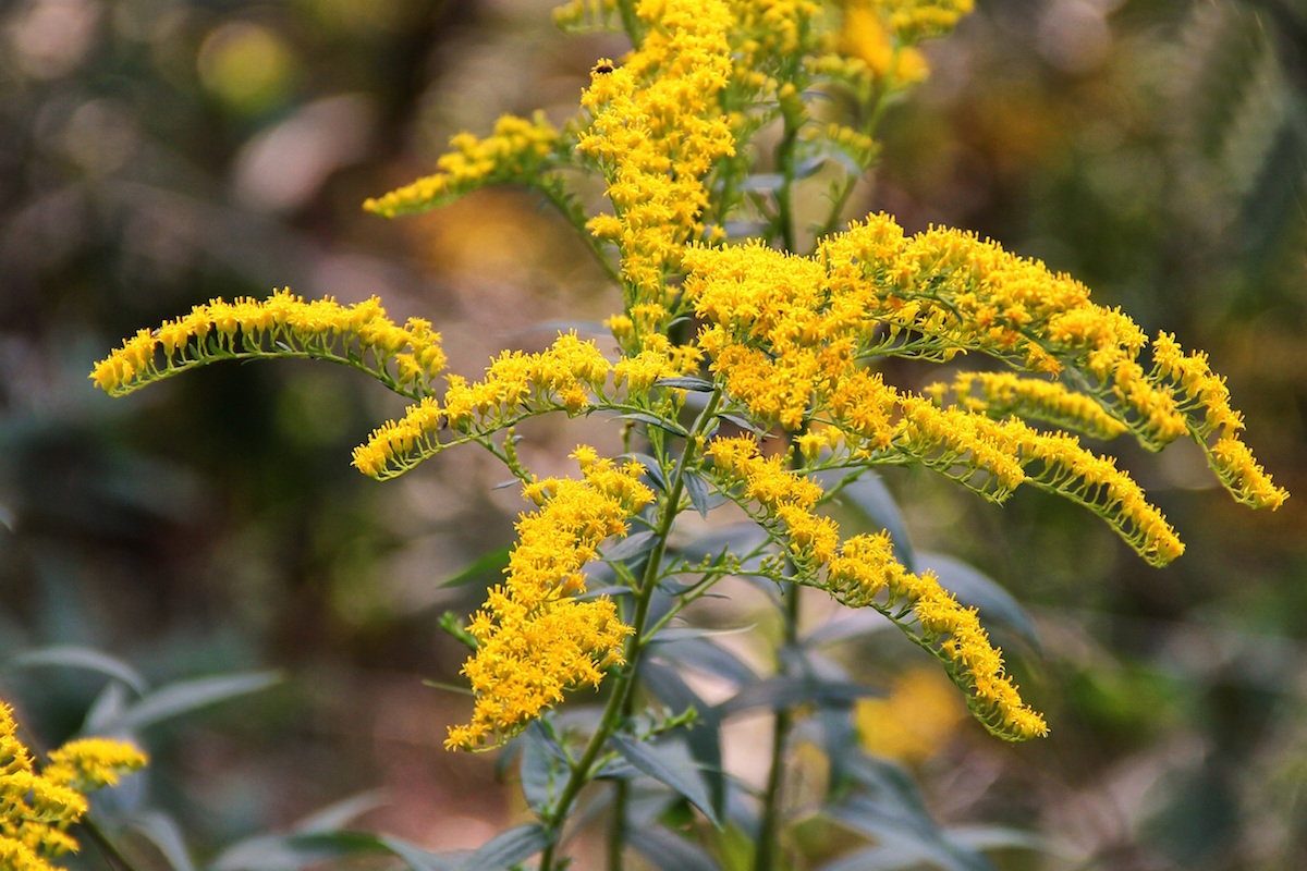 goldenrod growing outside