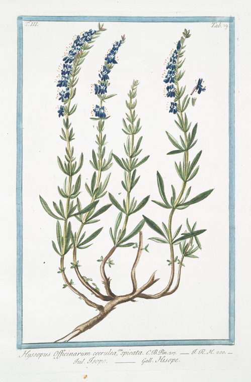 Hyssop illustration