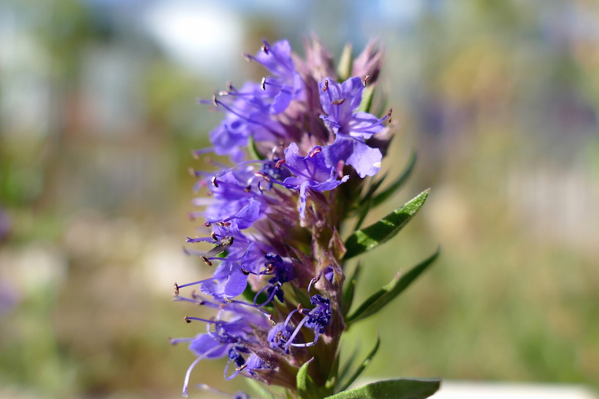 close up of hyssop used in cold sore (HSV) salve 